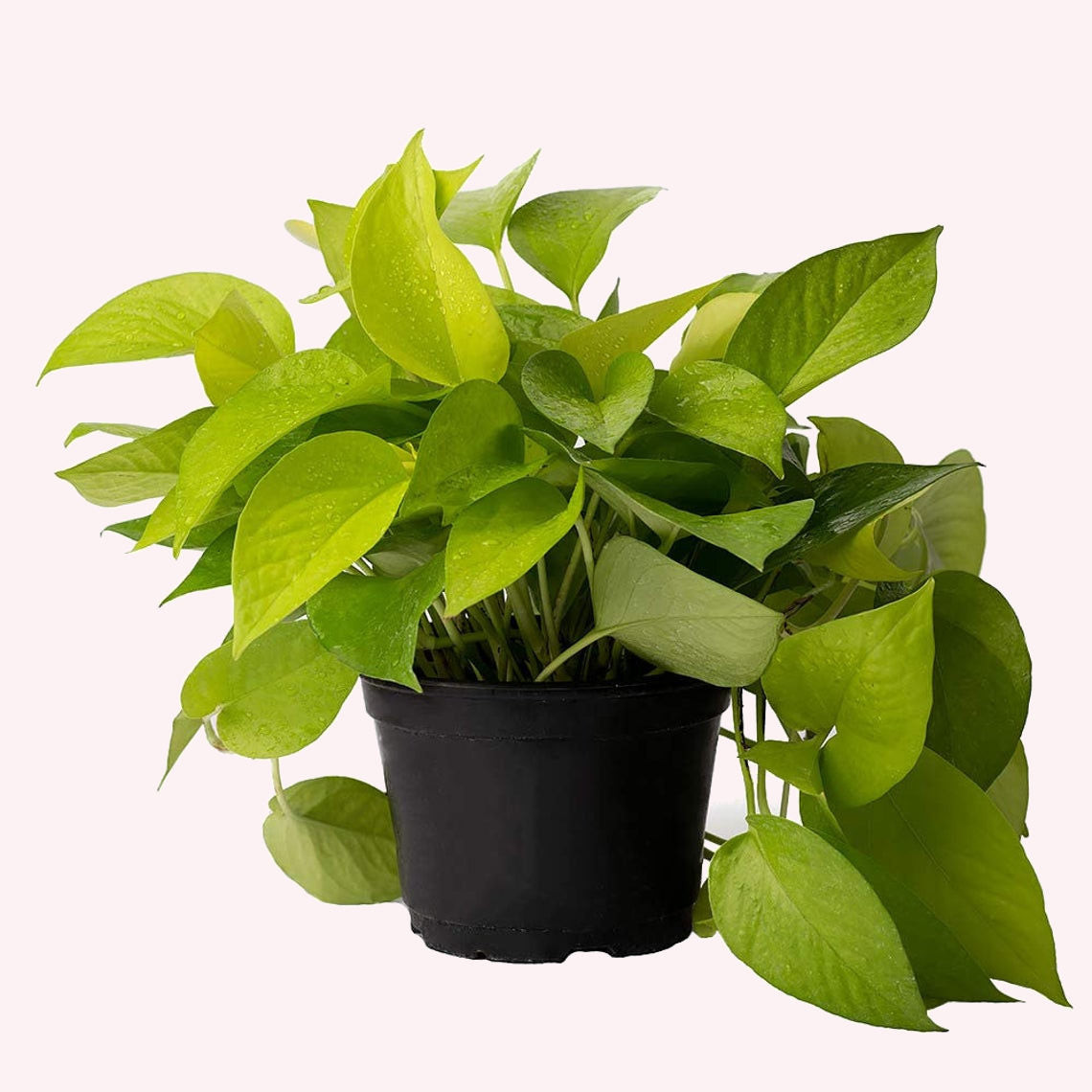 Neon Pothos, 6" Pot