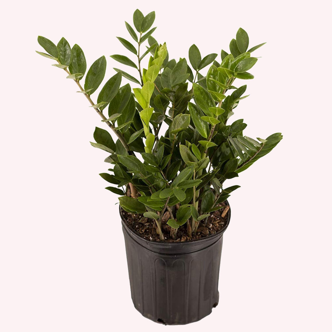 ZZ Plant Zanzibar Gem, 6" Pot