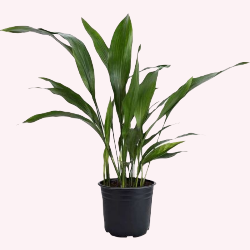 Cast Iron Plant 6" Pot